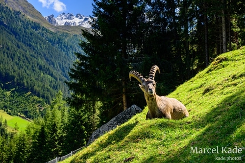 Steinbock | NIKON Z 6 @ 50mm | 1/100 s,  &fnof;/10, ISO 100