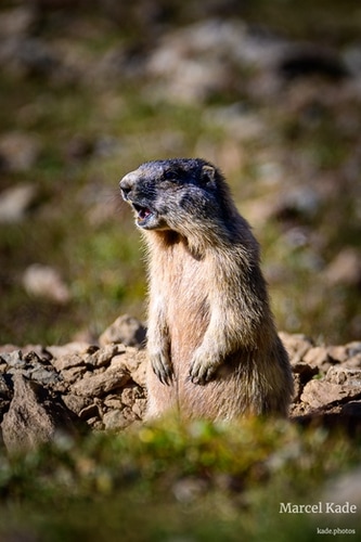  | NIKON Z 6 @ 300mm | 1/640 s,  &fnof;/5.6, ISO 100