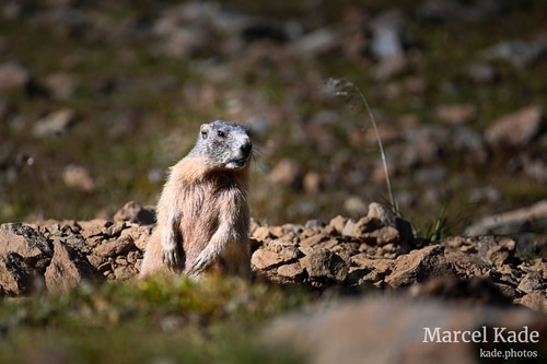  | NIKON Z 6 @ 300mm | 1/800 s,  &fnof;/5.6, ISO 180