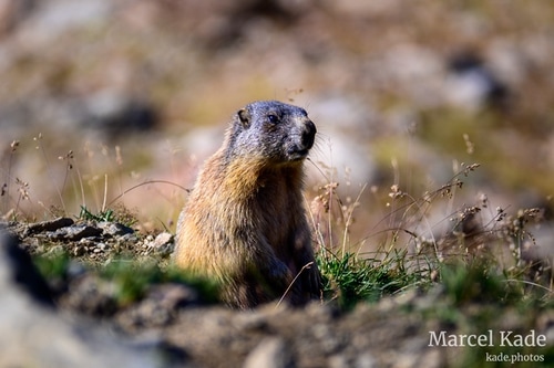  | NIKON Z 6 @ 300mm | 1/320 s,  &fnof;/5.6, ISO 100