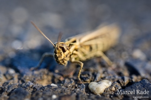  | NIKON Z 6 @ 50mm | 1/40 s,  &fnof;/8, ISO 100