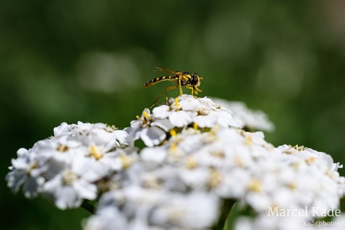 Gewöhnliche Langbauchschwebfliege (Sphaerophoria scripta) | NIKON Z 6 @ 50mm | 1/400 s,  &fnof;/8, ISO 100