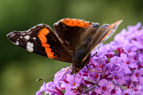  | NIKON Z 6 @ 50mm | 1/60 s,  &fnof;/5.6, ISO 100