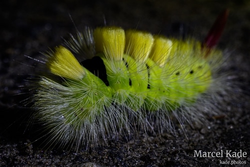  | NIKON Z 6 @ 50mm | 1/50 s,  &fnof;/32, ISO 220