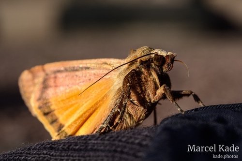  | NIKON Z 6 @ 50mm | 1/60 s,  &fnof;/14, ISO 100