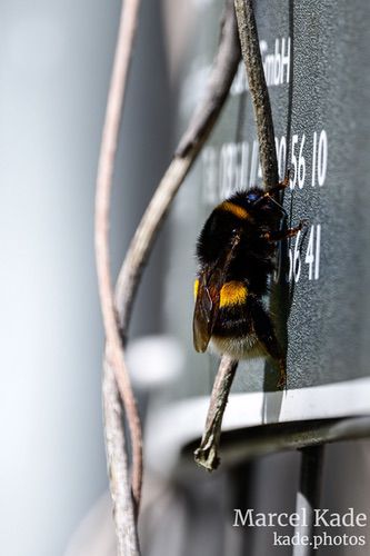  | NIKON Z 6 @ 600mm | 1/500 s,  &fnof;/6.3, ISO 500