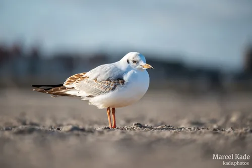 Meer