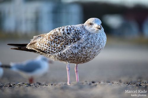  | NIKON Z 6 @ 300mm | 1/400 s,  &fnof;/5.6, ISO 220