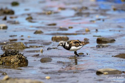  | NIKON Z 6 @ 300mm | 1/1000 s,  &fnof;/8, ISO 250