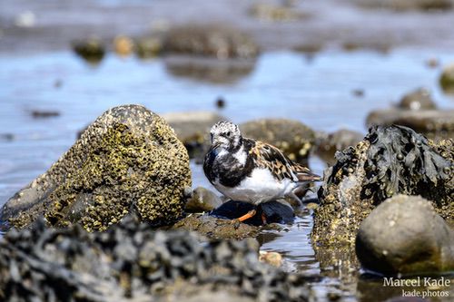  | NIKON Z 6 @ 300mm | 1/1000 s,  &fnof;/8, ISO 400