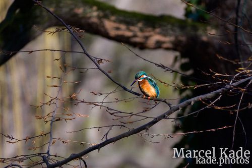  | NIKON Z 6 @ 300mm | 1/400 s,  &fnof;/5.6, ISO 200