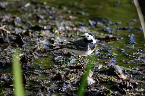  | NIKON Z 6 @ 600mm | 1/800 s,  &fnof;/6.3, ISO 900