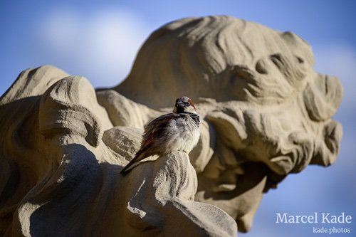  | NIKON Z 6 @ 300mm | 1/1600 s,  &fnof;/5.6, ISO 320