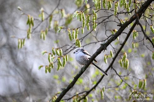  | NIKON Z 6 @ 600mm | 1/500 s,  &fnof;/6.3, ISO 500