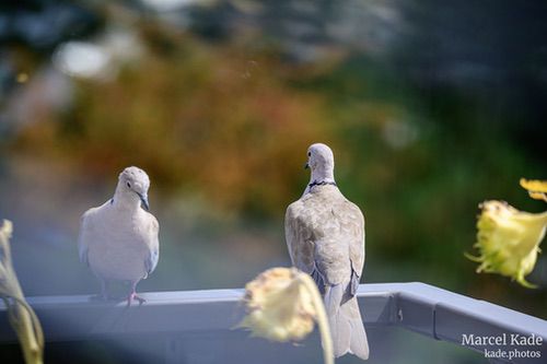  | NIKON Z 6 @ 250mm | 1/1000 s,  &fnof;/6.3, ISO 360