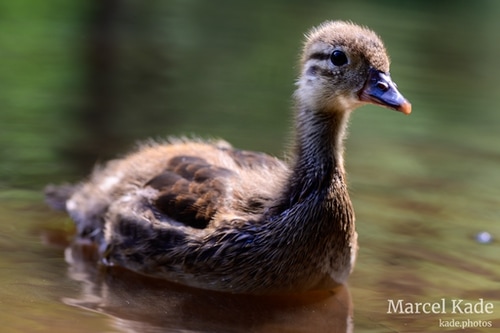  | NIKON Z 6 @ 105mm | 1/125 s,  &fnof;/6.3, ISO 100