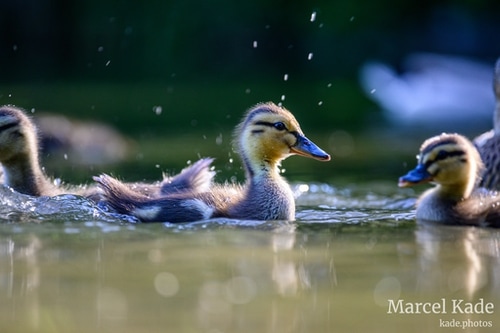  | NIKON Z 6 @ 300mm | 1/320 s,  &fnof;/5.6, ISO 1000