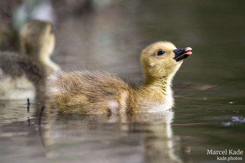  | NIKON Z 6 @ 480mm | 1/640 s,  &fnof;/6, ISO 500
