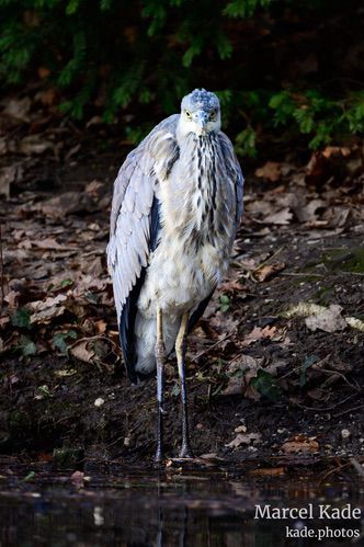  | NIKON Z 6 @ 300mm | 1/250 s,  &fnof;/5.6, ISO 360