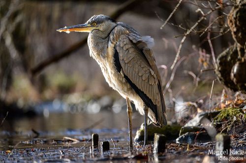  | NIKON Z 6 @ 250mm | 1/400 s,  &fnof;/5.6, ISO 450