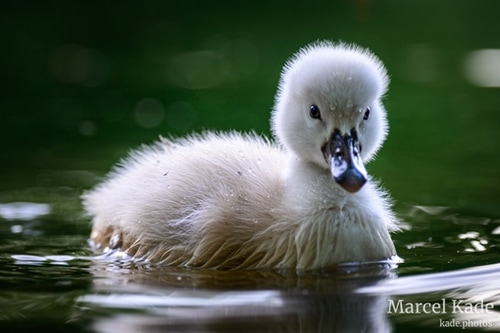  | NIKON Z 6 @ 165mm | 1/100 s,  &fnof;/5.6, ISO 900