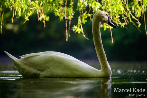  | NIKON Z 6 @ 280mm | 1/200 s,  &fnof;/5.6, ISO 360