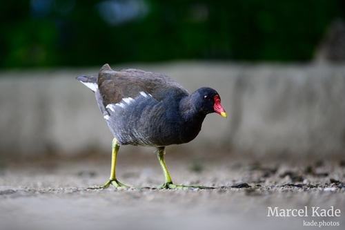  | NIKON Z 6 @ 300mm | 1/125 s,  &fnof;/5.6, ISO 900