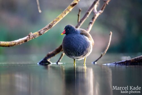  | NIKON Z 6 @ 300mm | 1/200 s,  &fnof;/5.6, ISO 900