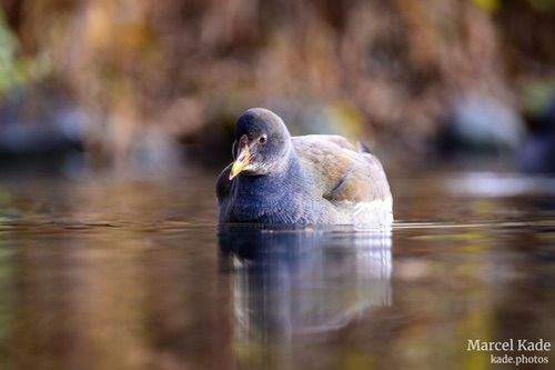  | NIKON Z 6 @ 300mm | 1/200 s,  &fnof;/5.6, ISO 900