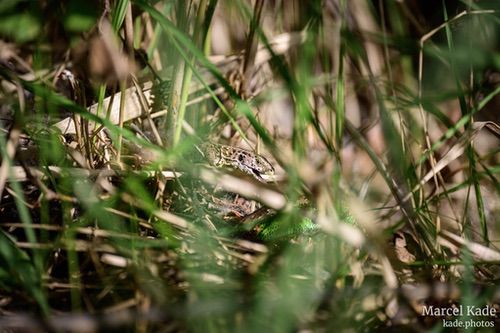  | NIKON Z 6 @ 300mm | 1/640 s,  &fnof;/5.6, ISO 200