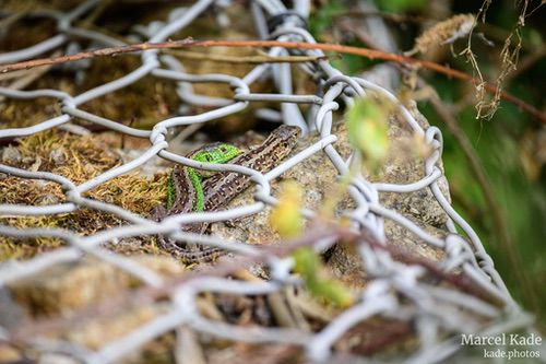  | NIKON Z 6 @ 300mm | 1/640 s,  &fnof;/5.6, ISO 640