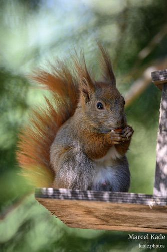  | NIKON Z 6 @ 600mm | 1/800 s,  &fnof;/6.3, ISO 5600