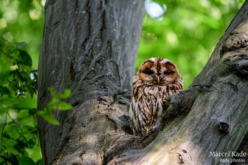  | NIKON Z 6 @ 600mm | 1/250 s,  &fnof;/6.3, ISO 4500