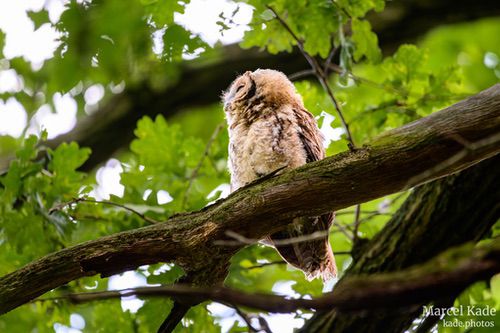  | NIKON Z 6 @ 600mm | 1/15 s,  &fnof;/6.3, ISO 640