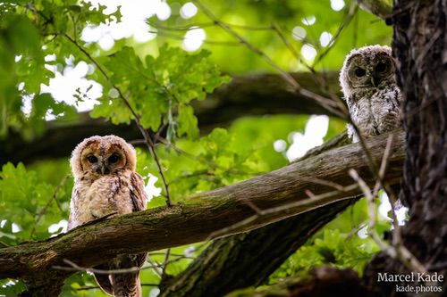  | NIKON Z 6 @ 460mm | 1/100 s,  &fnof;/6.3, ISO 5000