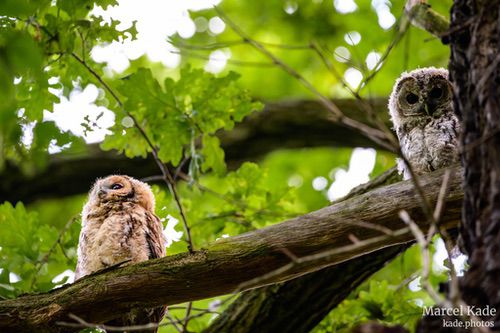  | NIKON Z 6 @ 460mm | 1/100 s,  &fnof;/6.3, ISO 5000