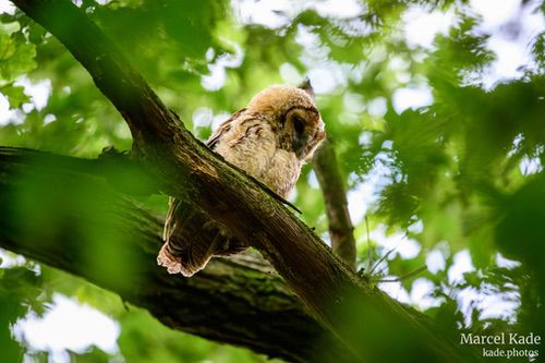  | NIKON Z 6 @ 600mm | 1/50 s,  &fnof;/6.3, ISO 2500