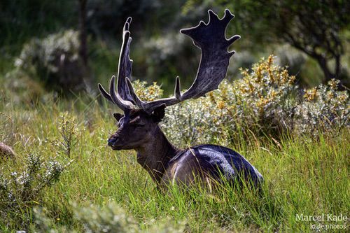  | NIKON Z 6 @ 300mm | 1/1000 s,  &fnof;/5.6, ISO 360