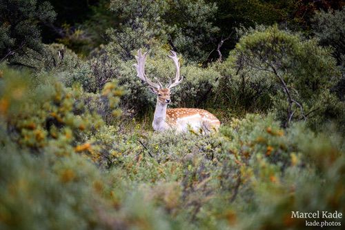  | NIKON Z 6 @ 300mm | 1/1000 s,  &fnof;/5.6, ISO 400