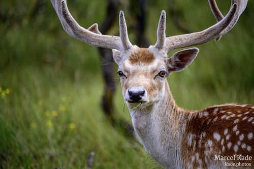  | NIKON Z 6 @ 300mm | 1/1000 s,  &fnof;/5.6, ISO 320