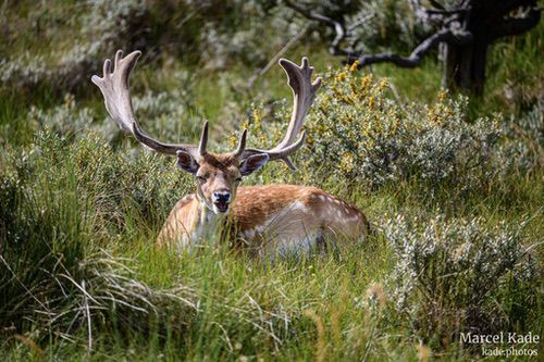  | NIKON Z 6 @ 300mm | 1/1000 s,  &fnof;/5.6, ISO 250