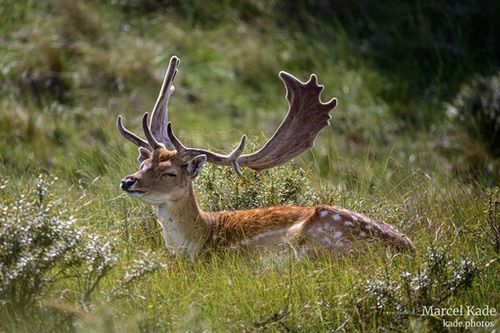  | NIKON Z 6 @ 300mm | 1/1000 s,  &fnof;/5.6, ISO 280